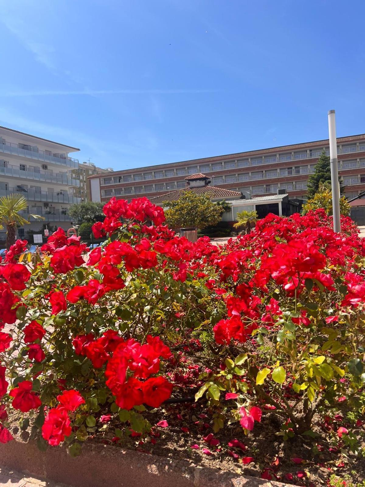 Apcostas Els Pins Lotus Apartman Blanes Kültér fotó